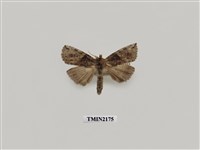 藏品(基黑波紋蛾)的圖片